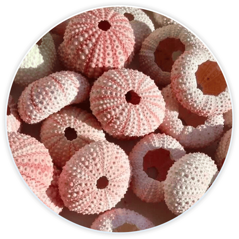Snäckor Sjöborreskal För Dekoration Och Diy (6 Stycken)